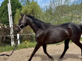 Klacz 6 lat