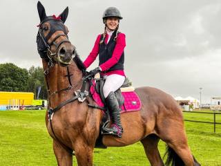 Dutch Warmblood stallion