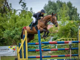 14-letnia klacz