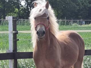 3 letni walach  Haflinger