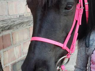 OGŁOWIE HORSEMANIAC CLASSIC BIOTHANE
