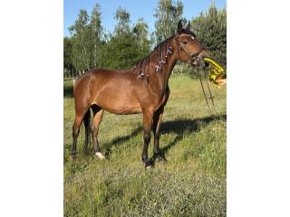 Sprzedam klacz Apokalipsa PJ po Irches (Chef Supreme x Irima)
