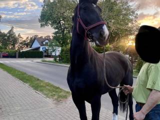 Klacz Śląska 4 lata kara