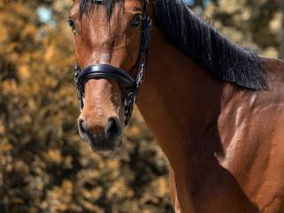 Wałach z super głową