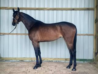 3 letnia klacz, Chacco-Blue II x Lancer II