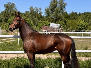 3 letnia klacz po Almanzor L