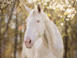 Klacz Cremello Perlino siodło wysoka