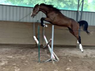 2 letni Ogierek Zangersheide Gio SW Z x Canturo I/ Lord Caletto