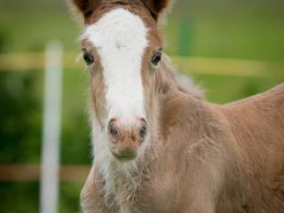 Do rezerwacji piękna klaczka rzadkiej maści Gypsy Cob, Vanner, Irish Cob)