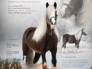 STANÓWKA 2026- ogier Gypsy cob, irish cob, tinker