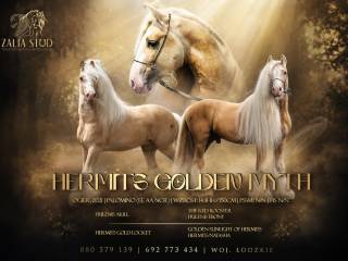 STANÓWKA 2026- Wysokiej klasy ogier Gypsy/Irish cob ( nie tinker )