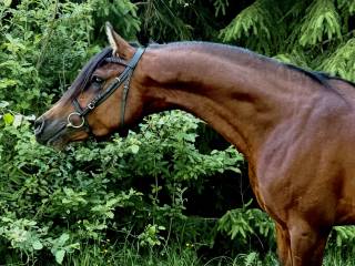 Ogier arabski - Kanz Al Bidayer / Kahil Al Shaqab
