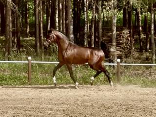Arabski Ogier - AJ AZZAM / Kahil Al Shaqab