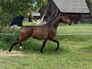 2 letnia klacz małopolska