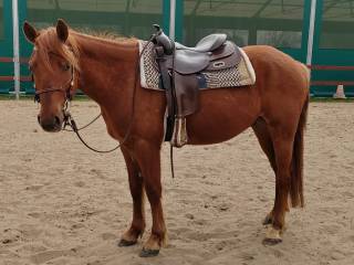 Sprzedam wałacha AQH/Haflinger