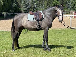 Ogier skokowy po Diamant de semilly