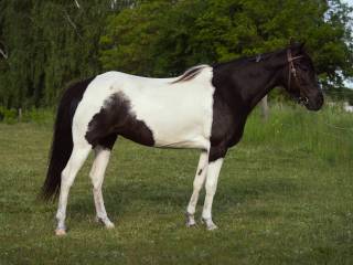 Klacz rasy Spotted Saddle Horse gaited