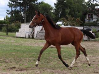 Burbon  ogier po Chardo Blue PS
