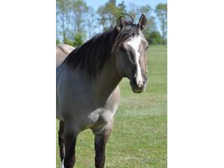 Ogier AQH smoky grullo