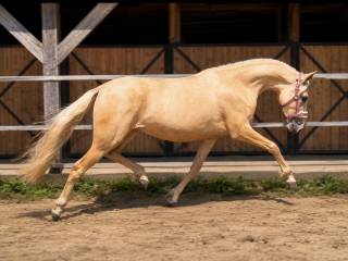 Piękna klacz palomino andaluz 3 lata