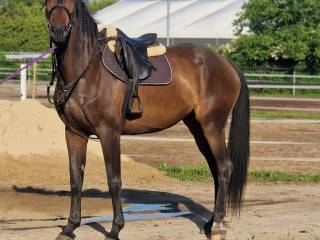 Klacz Sp z bardzo dobrym papierem skokowym 172cm, 9 lat