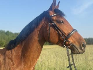 Dzierżawa lub wspołdzierżawa klaczy Legionowo/Serock
