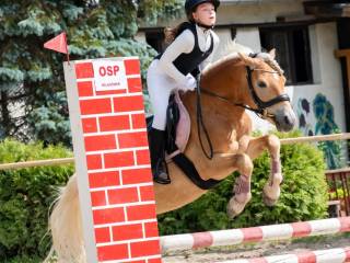 Lumos haflinger do dzierżawy