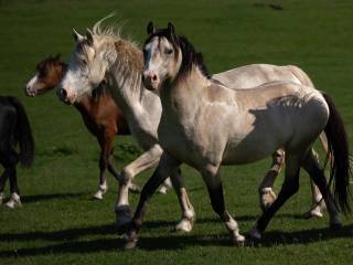 WELSH PONY of Cob Type