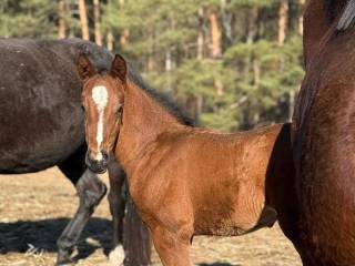 KARMEL-S (Just Hero x Galantas)