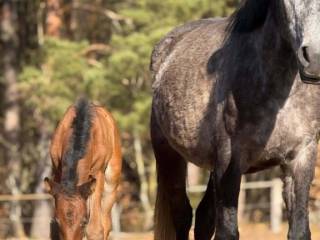 WOTAN-S (Just Hero x Lissaro)