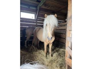 2 letni wałach kuc islandzki (palomino)