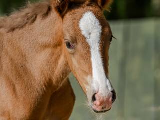 Do rezerwacji piękna klaczka rzadkiej maści Gypsy Cob, Vanner, Irish Cob)