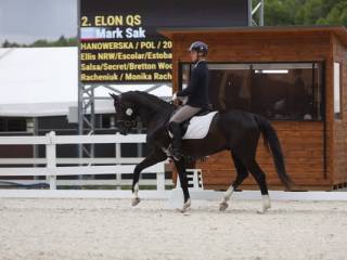 4-letni wałach hanowerski po Elis (Escolar) x Salsa (Secret)