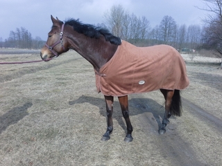 Derka alcantara 155cm