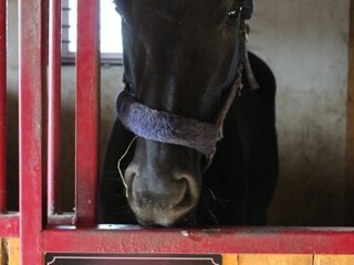 Tabliczki na boksy ze zdjęciami