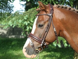 Ogłowie EVITA Isabell Werth NOWA CENA
