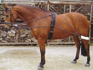 Patent do lonżowania Harrys Horse pony