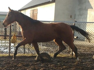 Szapusia-Chapeau bas