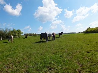 Pensjonat dla koni, wolne boksy, wolny wybieg, stajnia k. Zawiercia