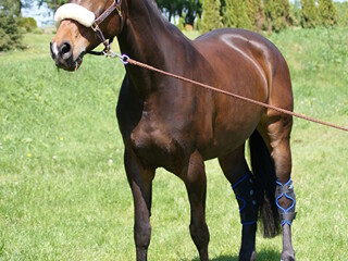 19 letnia klacz do towarzystwa po karierze sportowej