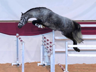 STANÓWKA 2026 ~ MONTEGO VS ~ KUC CONNEMARA ~ GRUPA D ~ TOP DO SKOKÓW, UJEŻDŻENIA I WKKW!