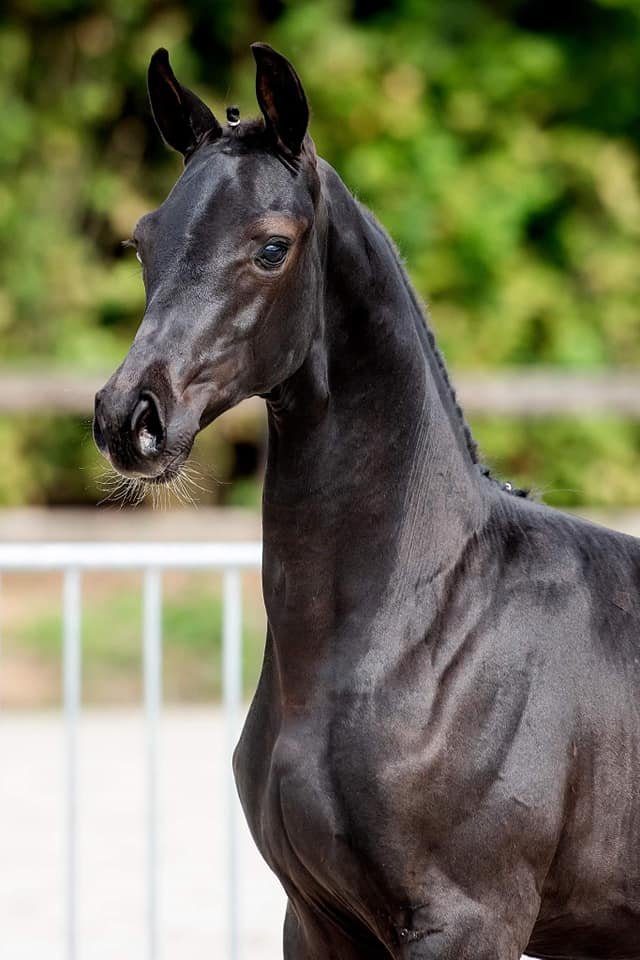 Ferro